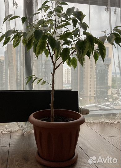 Фикус бенджамина