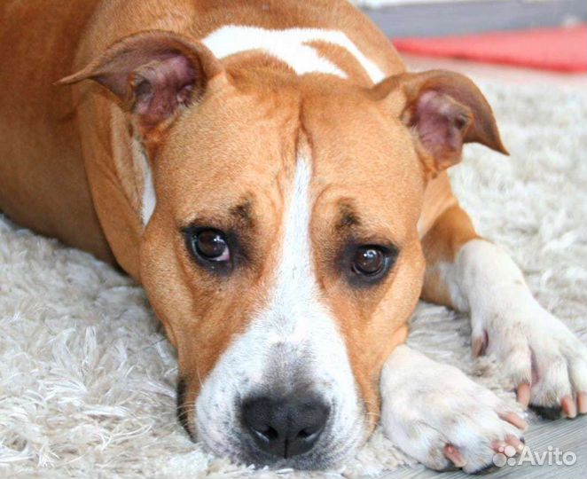 Щенки амстаффа, питомник