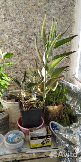 Каланхоэ лечебное