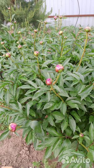 Пионы букет