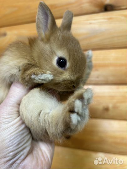 Карликовые кролики из питомника привитые