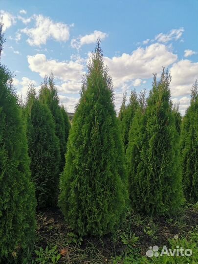 Туя смарагд - до 2 метров высокая
