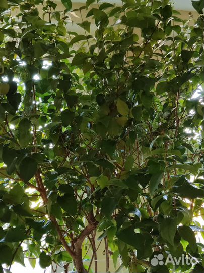 Суринамская вишня или Евгения унифлора