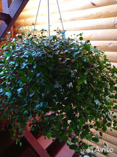 Мюленбекия спутанная