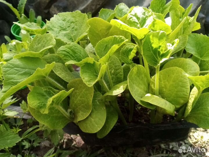 Рассада тыквы