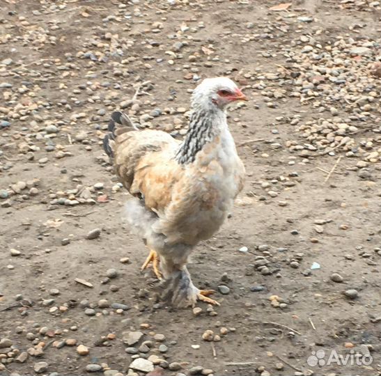 Продам семью курочек Брама