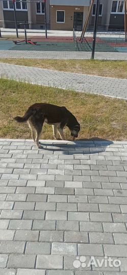 Собака в добрые руки