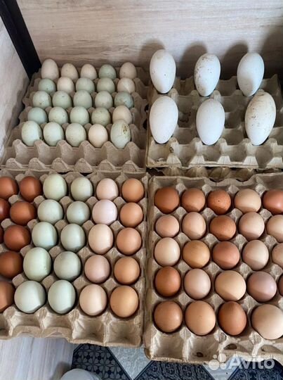 Яйцо инкубационное кур, гусей, уток, индюшек