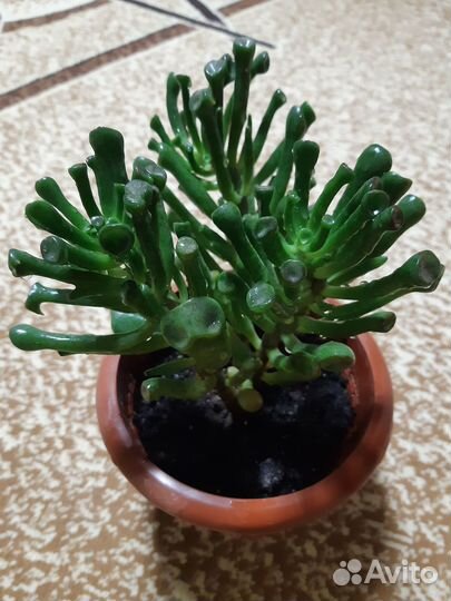 Крассула Голлум, Глоксиния