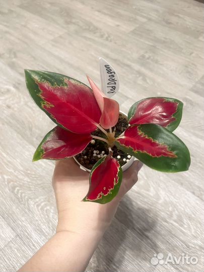 Аглаонема Red Dragon