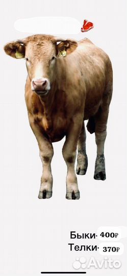 Быки и телки. Ягнята на мясо