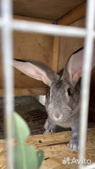 Крол на случку