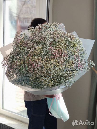 Гипсофила сухоцвет