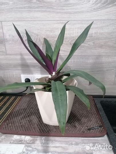 Традесканция