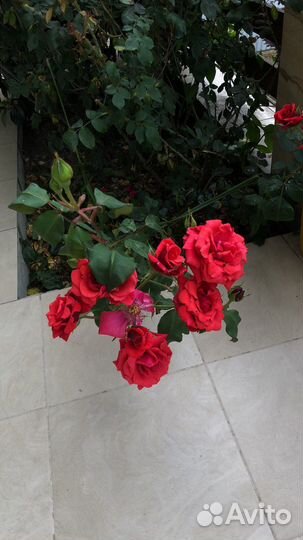 Роза кустовая