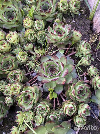 Растения цветы для сада