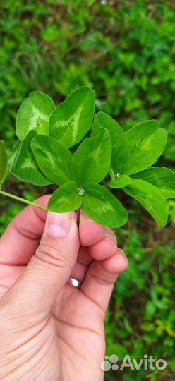 Амулет на удачу клевер четырёх и пятилистный
