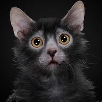 Lykoi,Кошка Оборотень