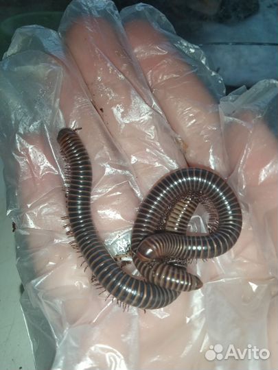 Герпетолог консультация/выезд на дом/передержка