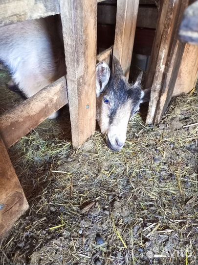 Продам козлов