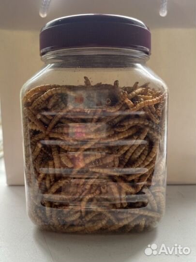 Сухой мучной червь