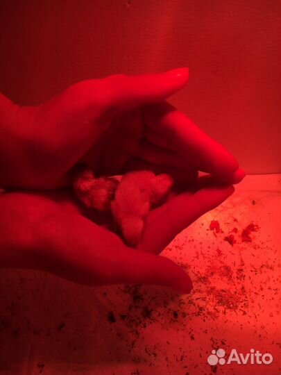 Китайские расписные перепела