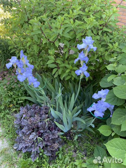 Ирисы бородатые