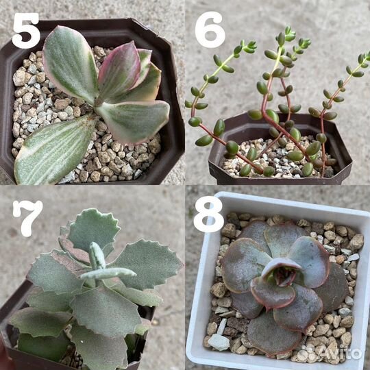 Суккуленты