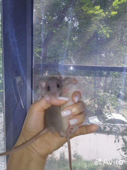 Крысята Дамбо голубые бурмизы черный соболь