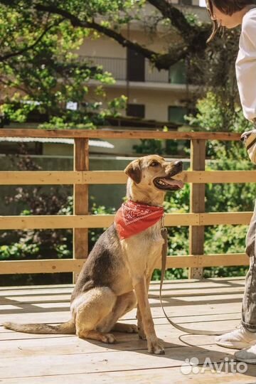 Русская гончая Лотера