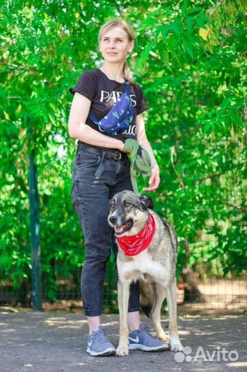 Собака бесплатно в добрые руки