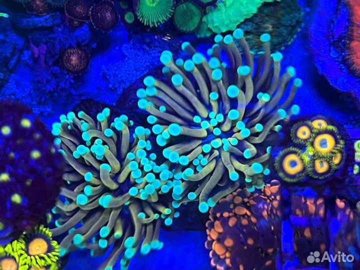 Живые кораллы