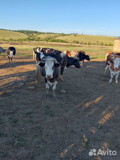 Продам стадо коров
