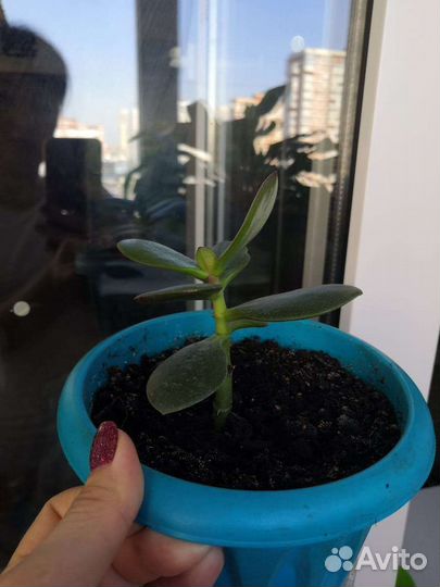 Толстянка, денежное дерево