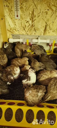 Яйцо перепелиное, яйцо куриное Ухейилюй, майонез