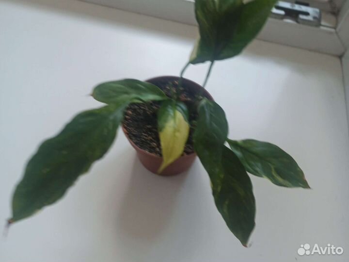 Спатифиллум