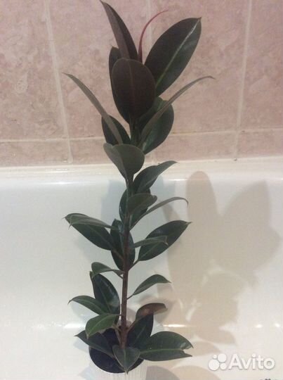 Фикус каучуконосный