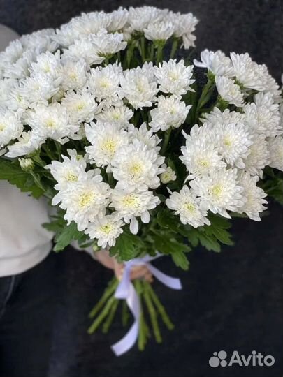 Саженцы Хризантемы зимостойкой