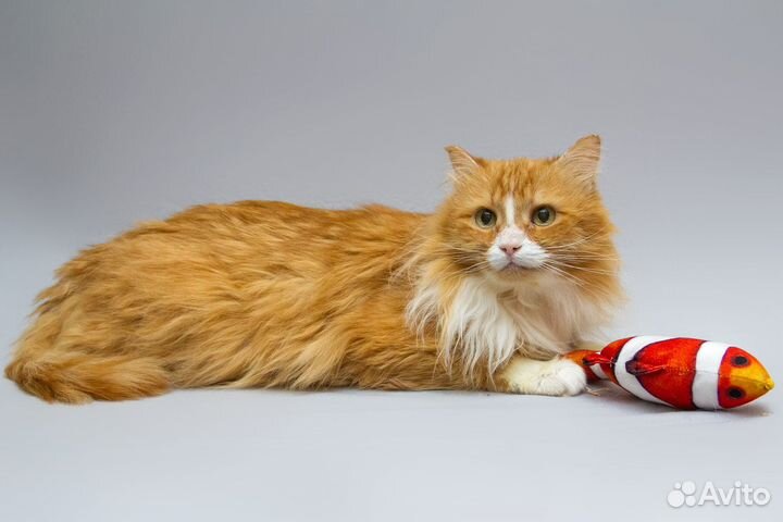 Немолодой котик Варфоломей