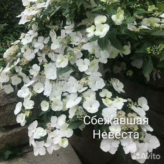 Гортензии, укоренённые черенки. Отправка почтой