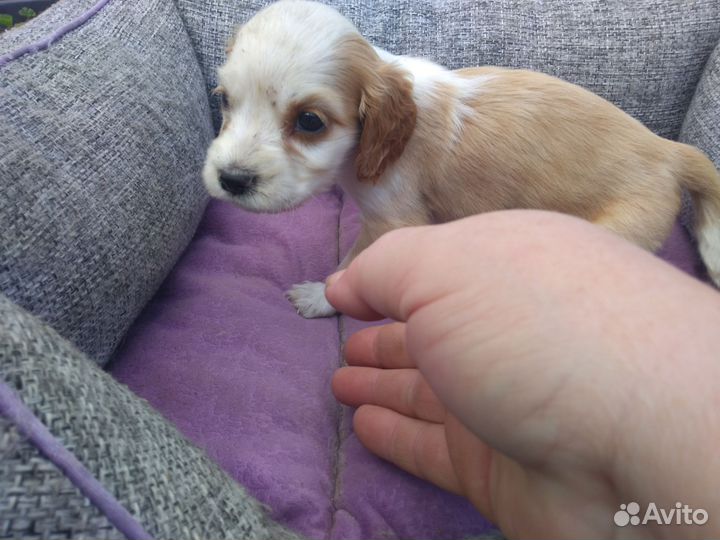 Кокер спаниель