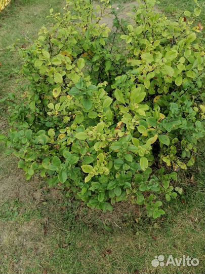 Кустарник Айва