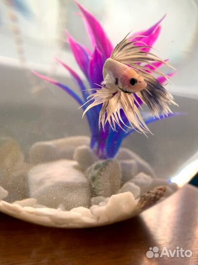 Рыбка петушок Тайланд