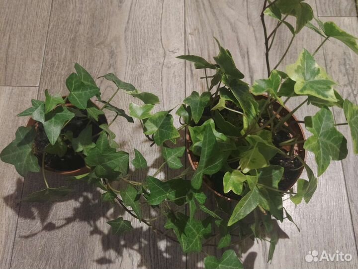 Плющ комнатный