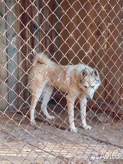 Кабель западно сибирской лайки