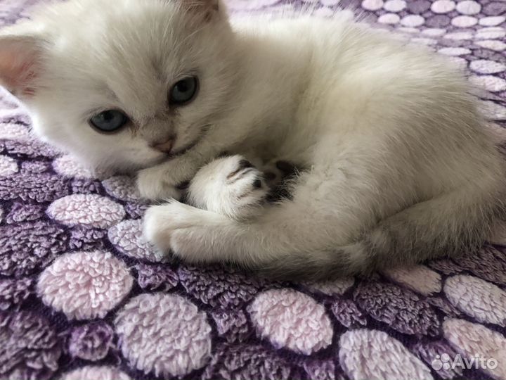 Котенок - девочка 1,5 месяца
