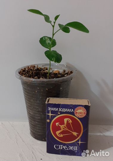 Муррайя метельчатая