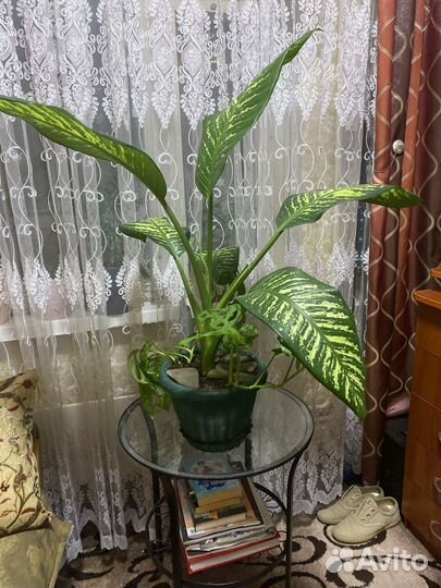 Диффенбахия гигант