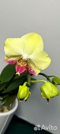 Орхидеи Тайвань