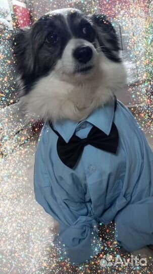 Вязка кобель